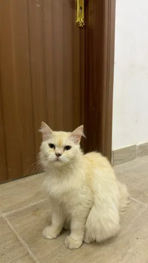قط شيرازي للبيع