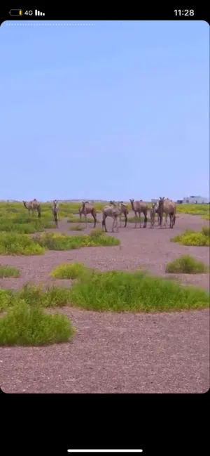 مطلوب عمال للبناء والتشييد