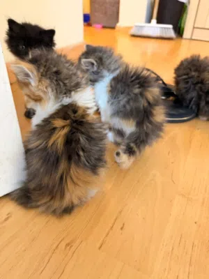 Cute Persian Kittens Available – Litter Trained