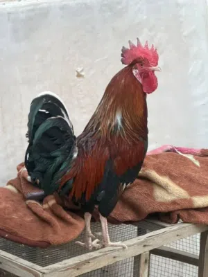 ديج شمسي للبيع