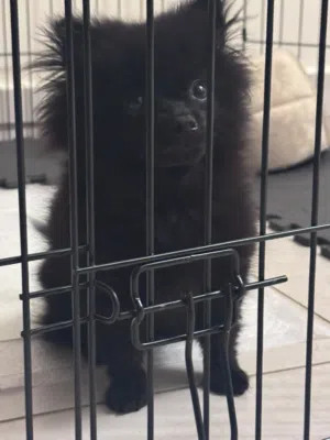 كلب  Pomeranian العمر 6 شهور