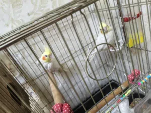 جوز كوكتيل اصفر مع قفص صوتهم حلو