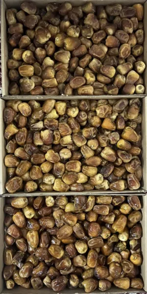 رطب تمر سكري انتاج هذا العام