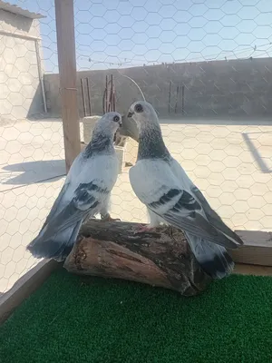 ‏حمام‏4