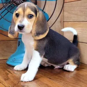 Beagle puppies