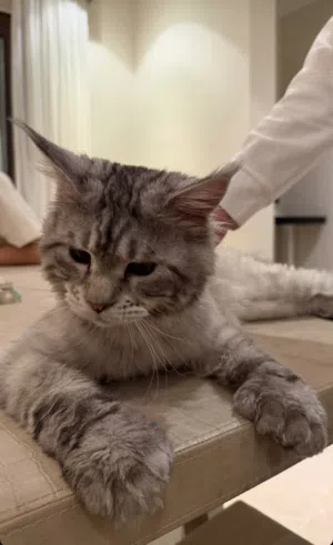 Maine coon/Mainecoon Male
