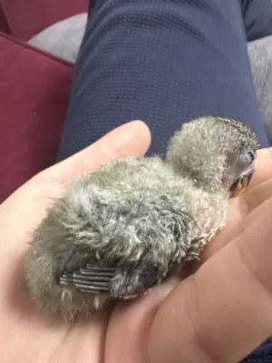 فرخ روز عمر 4 أسابيع