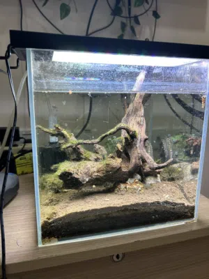 Nature aquarium with filter and smart light for sale