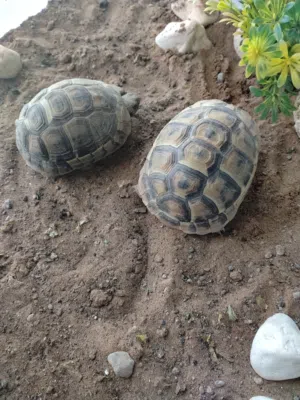 سلاحف برية 2 للبيع