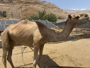 ناقة مفرود من تحتها بكره قبل 3 شهور