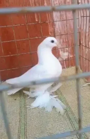 انتاج هزاز ابيض ماشاءالله