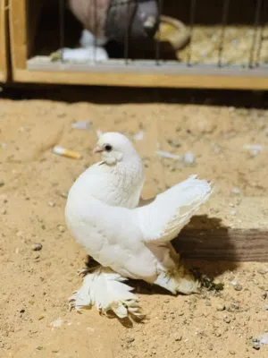 كوبية روسي أبيض
