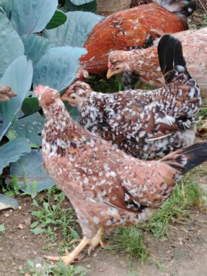 متاح بيض جاج ماكنتوش