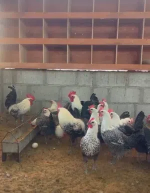 بيض و صيصان فيومي بيور بدون تهجين عمر ثلالث أسابيع و طالع متوفر السلفر الكلاسيك و الألمنيوم محصنات