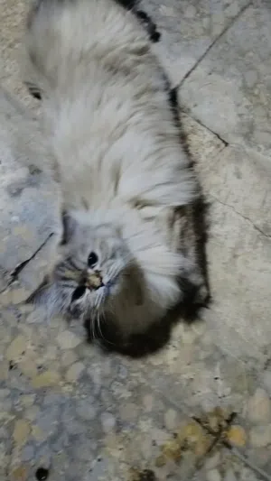 طالبه فحل خطيه انه من اهل القبله