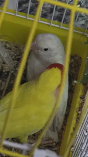 سلام عليكم طيور الغندور فحل و نثئ نفس ماواضح بالصوره