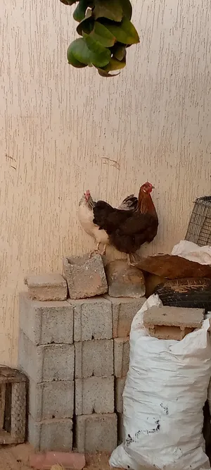 Chickens4