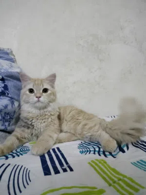 قط الليف للتبني. 7 شهور