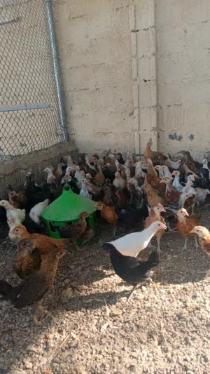 دواجن محليه العمر شهر ونص الحبه 500 بيسه