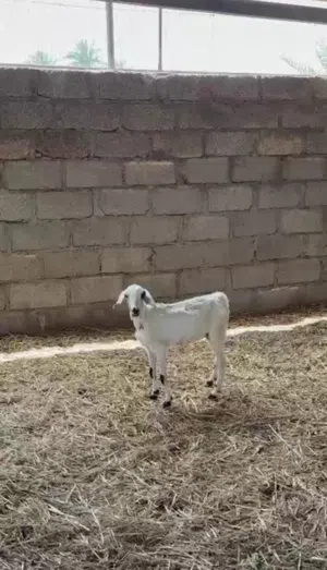 صخله بكر وسمينه