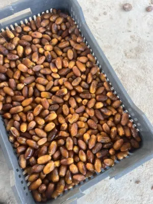 دقلة درجة اولي