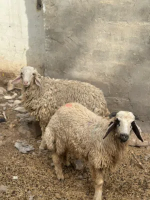 خروف للبيع ذكر لعيد الاضحى في التنومة على الكورنيش قرب جسر الحديد قرب مول شط العرب