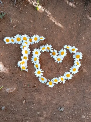 حلا ربحي فايز خالد 