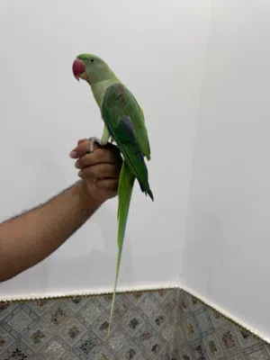 للبيع انثئ نيبالي اليفه جدآ جدآ م شاء الله تابع الوصف مهم