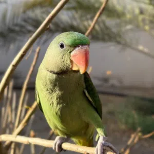 للبيع: نيبالي الحجم جامبو العمر: من 4 اشهر إلى 6 الجنس: ذكر والله واعلم مطلوب 90 قابل تواجد: معبي