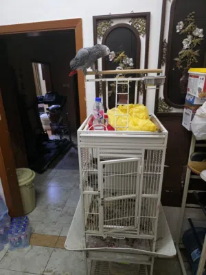 كاسكو متكلم مع القفص الكبير