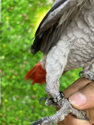 كاسكو افريقي محلق للبيع