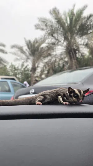 للبيع سنجاب sugar glider اليف ومتعلم بسعر 55 دينار فقط