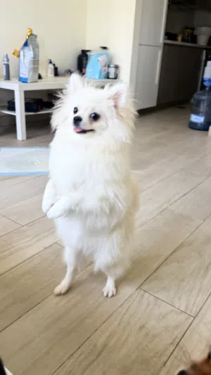 Female Pomeranian 8 months