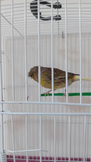 فحل جولستر محجل وطيرة ملطش جاهزه