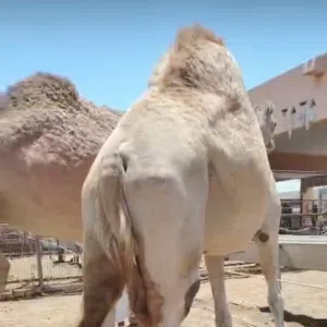 مطلوب حشوان