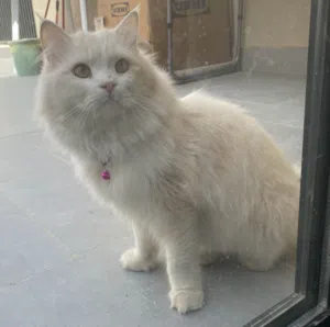 Cats for sale and adoption