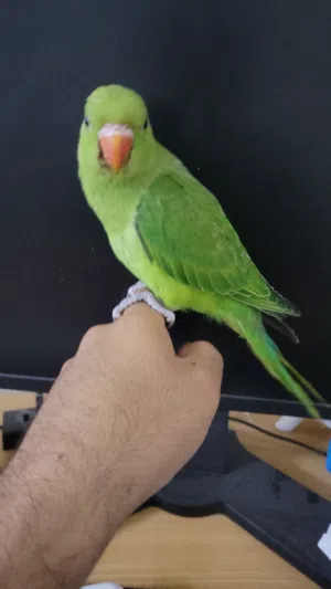 للبيع طير دره اليف جدا