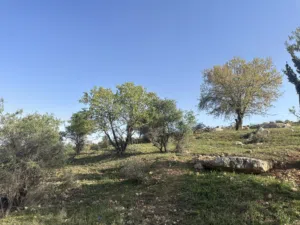 Residential Land for Sale in Zarqa Birayn