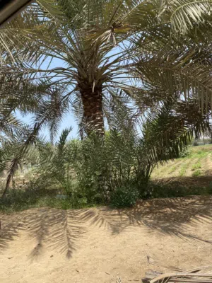 فسائل خلاص