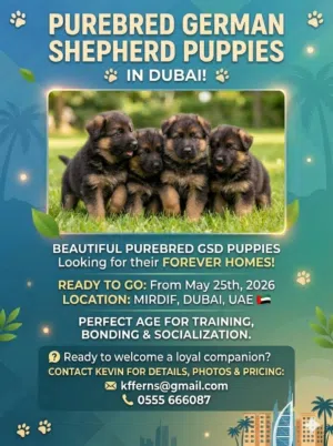 Pet for life- German shepherd puppies
