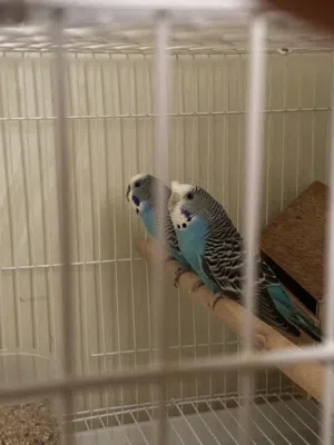 طيور باجي ذكر و انثه