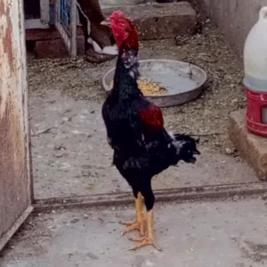 ديك باكستاني