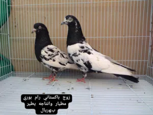 ازواج باكستاني مطيار بساعات وفرديات يوجد توصيل حسب الاتفاق اقرا والصف تحت