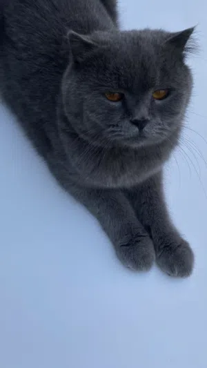 قطة سكوتش فولد للبيع