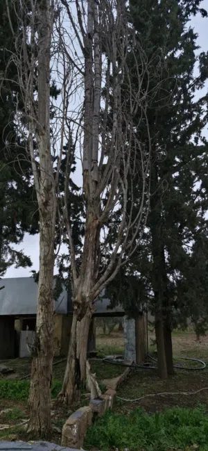 للبيع 3 أشجار صفصاف مع شجرة زينة كلهم ناشفات ومناسبات جدًا للشواء او المواقد الدفئ ، وبسعر مناسب.