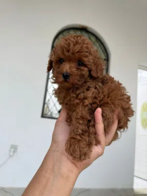 TOP quality Poodle puppies