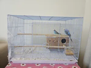 زوج من الطيور الكنارى مع القفص و العش