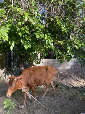 للبيع بقره هنتين وعجل الي يدور شي طيب بقر عشار وجاهزات الحمدالله والعجل ولد 4شهور يأكل شووووف الوصصف