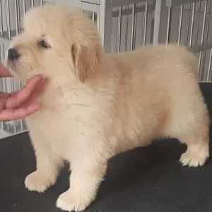 Golden Retriever Puppies for Adoption