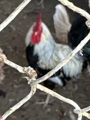 ديوك عمانيه وفرنسيه وغيرها من الأنواع الجميله المتوفره